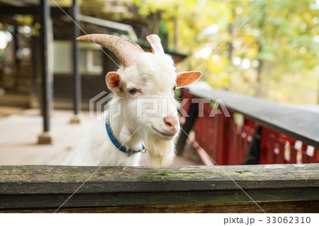 White Sheep relaxing and feeding in farm 33062310
