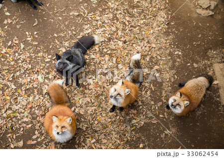 Group of fox looking for food Group of fox looking for food 33062454