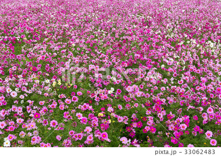 Flower Cosmos field 33062483