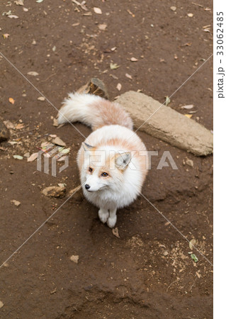 White fox at outdoor 33062485