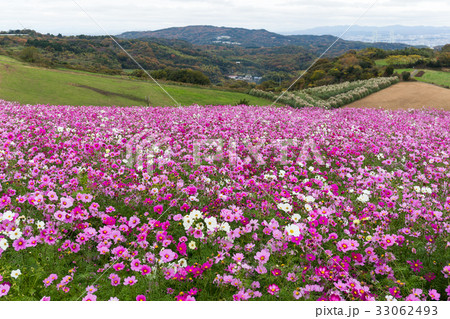 Pink Cosmos flower 33062493