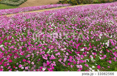 Cosmos flower in field 33062566