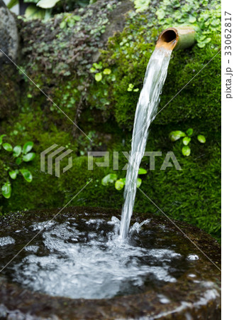 Japanese water bamboo 33062817