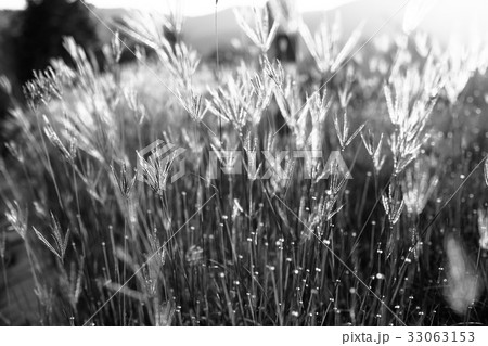 Beautiful nature landscape - alpine meadow 33063153