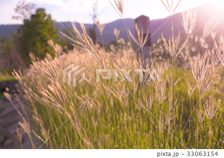 Beautiful nature landscape - alpine meadow 33063154