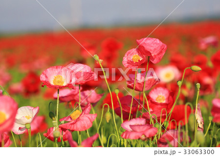 シャレーポピー3299 33063300
