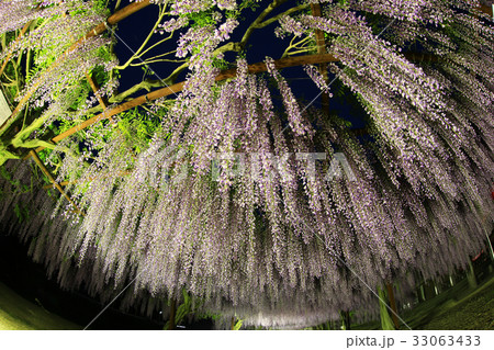 フジ2745- 33063433