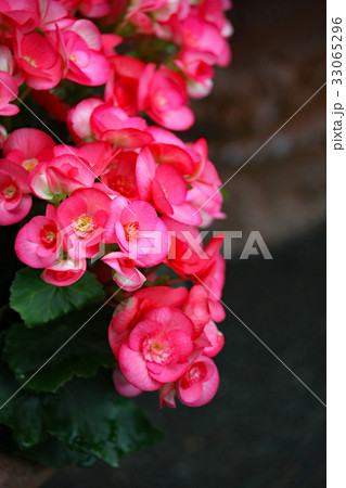 ベゴニアの花 ベゴニアの花 33065296