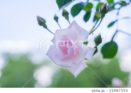 開成山公園のバラ園 開成山公園のバラ園 33067354