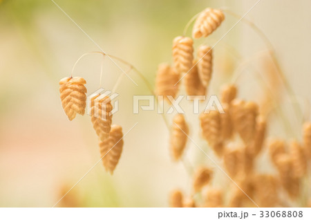 コバンソウ 33068808