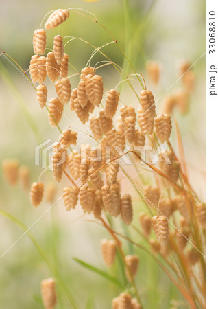 コバンソウ 33068810