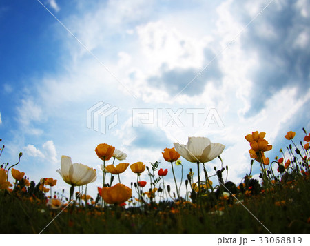 アイスランドポピー1823 33068819