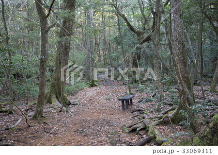 青木ヶ原樹海 33069311
