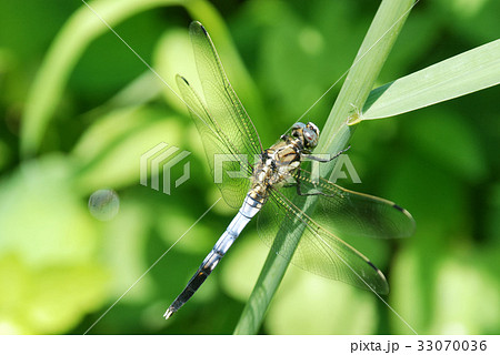 成熟途中のシオカラトンボ 成熟途中のシオカラトンボ 33070036
