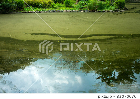 アオコ アオコ 33070676