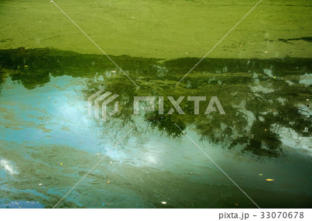 アオコ アオコ 33070678