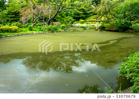 池で繁殖したアオコ 33070679