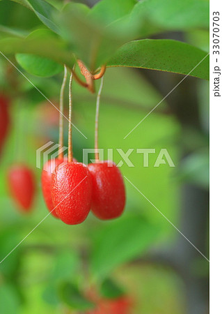 グミの実 グミの実 33070703