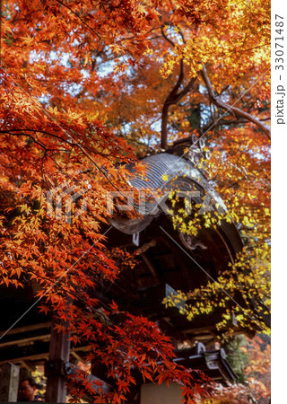 瑞宝寺の紅葉 33071487
