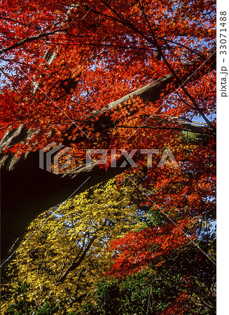 瑞宝寺の紅葉 33071488