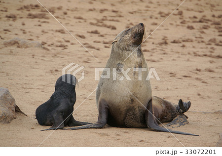 ナミビア ケープクロス オットセイ 親子の写真素材