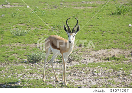 ナミビア エトーシャ国立公園 スプリングボック ナミビア エトーシャ国立公園 スプリングボック 33072297