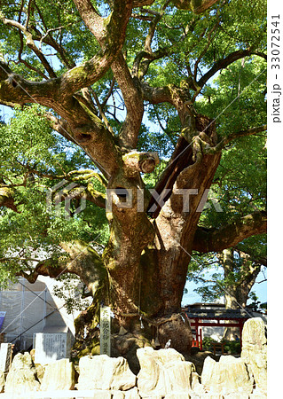 福岡県　宇美八幡宮　国指定天然記念物湯蓋の森 33072541