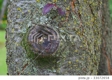 ベニバスモモの樹皮 ベニバスモモの樹皮 33072658