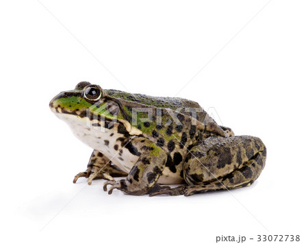 frog 33072738
