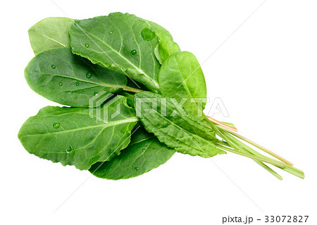 Bundle of Sorrel Rumex acetosa, paths 33072827