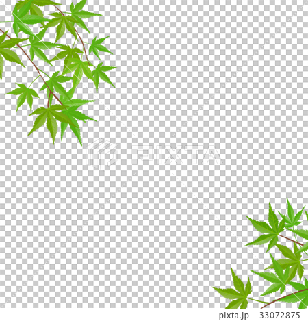 もみじ(緑) もみじ(緑) 33072875
