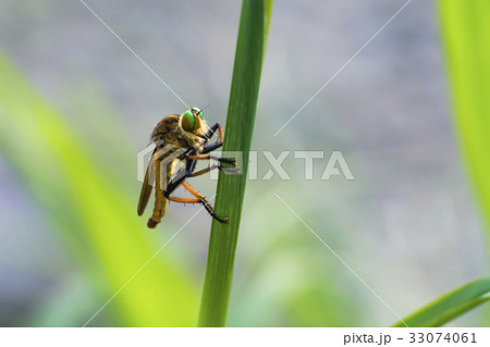 最強のアオメアブ 緑の目 最強のアオメアブ 緑の目 33074061