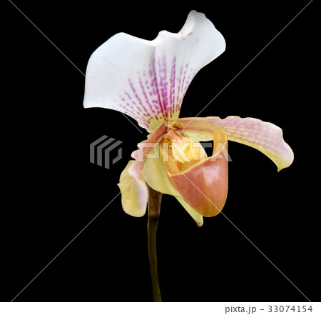 Paphiopedilum orchid on black  background 33074154