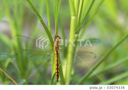 ウスバキトンボ 33074336