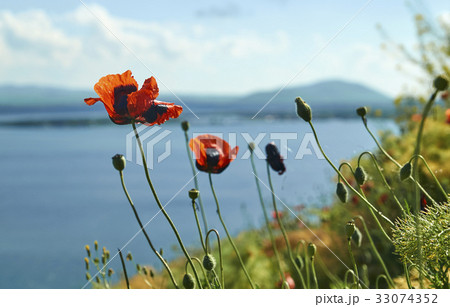 Poppy flowers growing on the lake shore 33074352