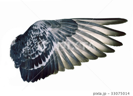 Wing feathers bird on white background 33075014