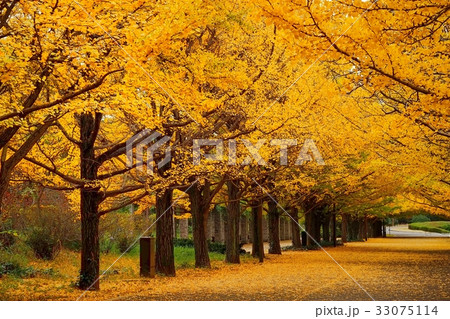 イチョウ 33075114