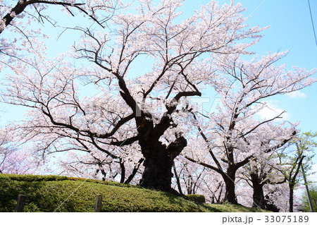 福島県郡山市 開成山公園の桜 福島県郡山市 開成山公園の桜 33075189
