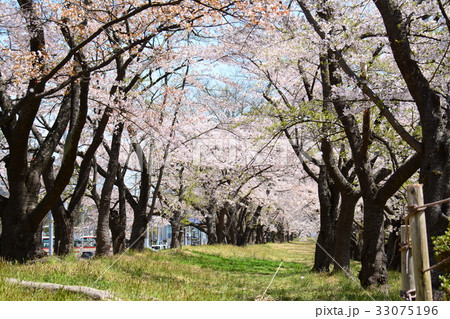 福島県郡山市 開成山公園の桜 福島県郡山市 開成山公園の桜 33075196
