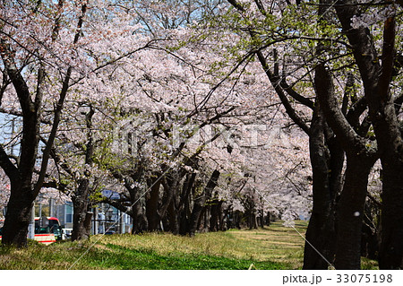 福島県郡山市 開成山公園の桜 福島県郡山市 開成山公園の桜 33075198