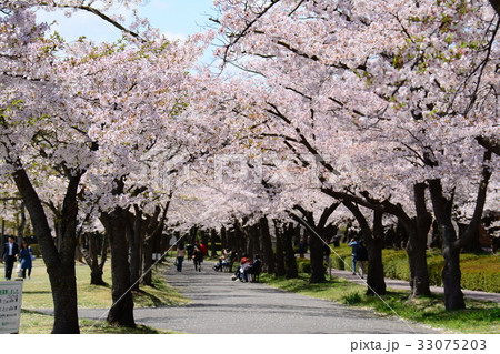 福島県郡山市 開成山公園の桜の写真素材