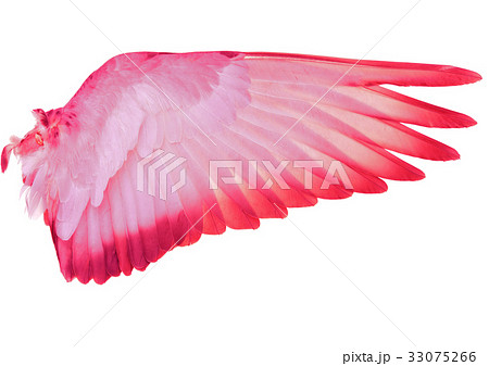 Wing feathers bird isolated on white background Wing feathers bird isolated on white background 33075266