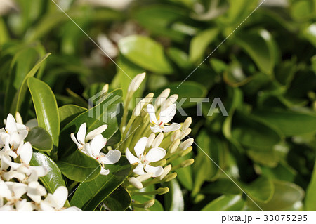 白いサンダンカ 白いサンダンカ 33075295