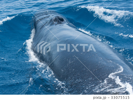 土佐沖のニタリクジラ 33075515