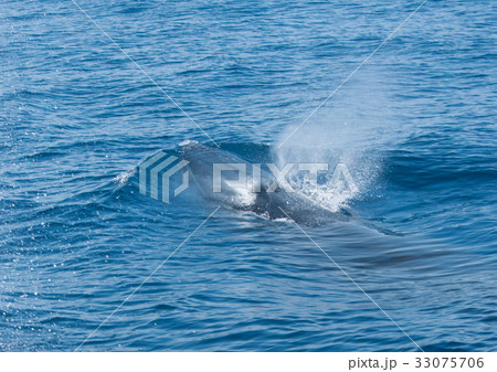 土佐沖のニタリクジラ 土佐沖のニタリクジラ 33075706