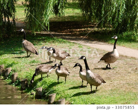 Bois de Boulogne/Paris,France Bois de Boulogne/Paris,France 33075855