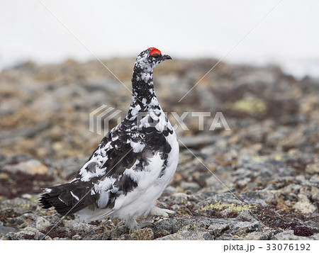 ライチョウ雄 33076192