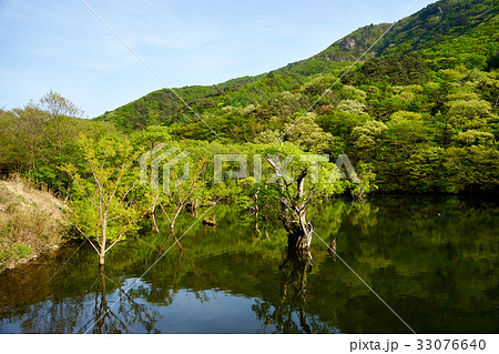 スローシティ 湖 植物 33076640