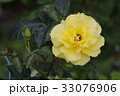 黄色いバラ 33076906