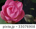 ハスのつぼみ 33076908